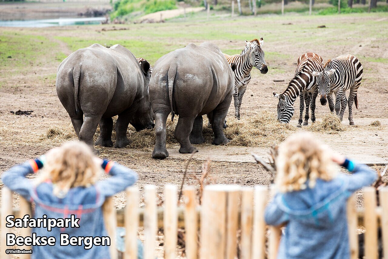 Rinocerontes y cebras observados por ni�os en Safaripark Beekse Bergen, Pa�ses Bajos.
