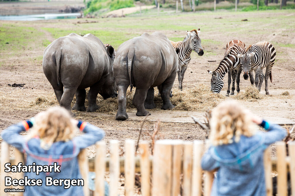 Rakelbos, Camping Brabant - 14