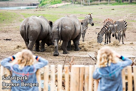 Rinocerontes y cebras en Safaripark Beekse Bergen, un lugar para visitar.