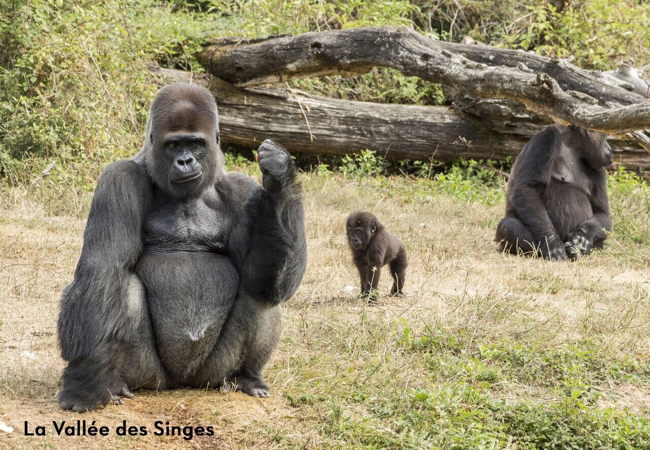 Gorilas en La Vall�e des Singes, parque de animales para visitar cerca de Valence-en-Poitou.