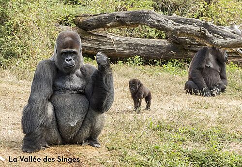 Gorilas adultos y cr�a en La Vall�e des Singes, parque zool�gico cerca de Valence-en-Poitou.
