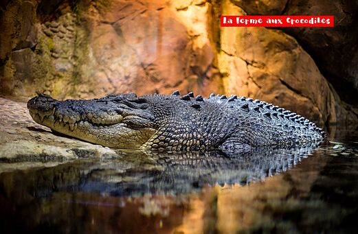 Gran cocodrilo en La Ferme aux Crocodiles, atracci�n cerca de Pierrelatte, Dr�me.