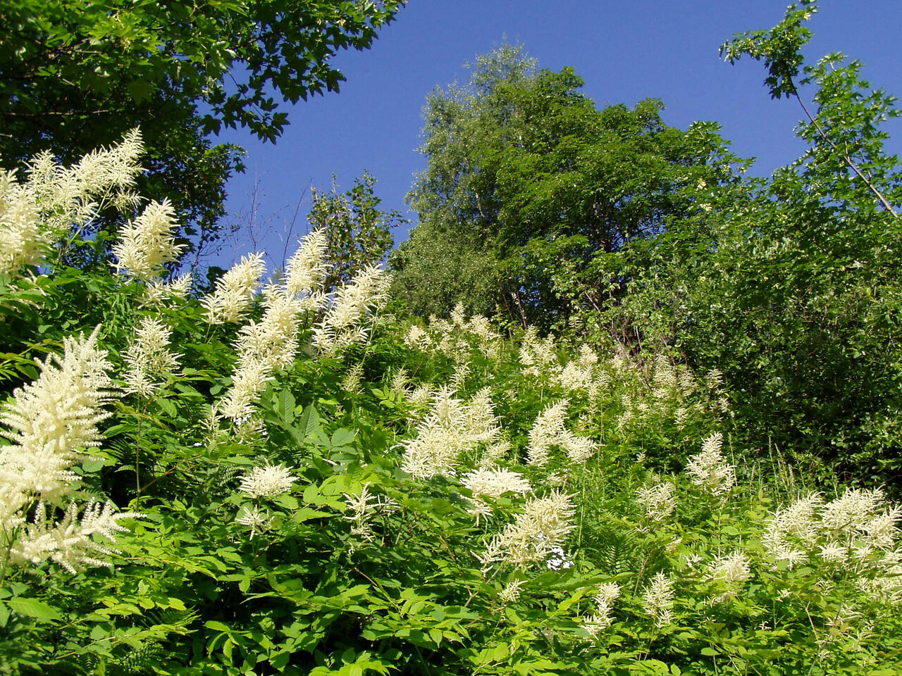 Plantas blancas en flor y �rboles verdes bajo cielo azul en camping CAPFUN Saint Colomban.