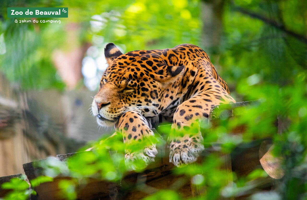 Jaguar descansando en el Zoo de Beauval, un lugar para visitar cerca del camping.