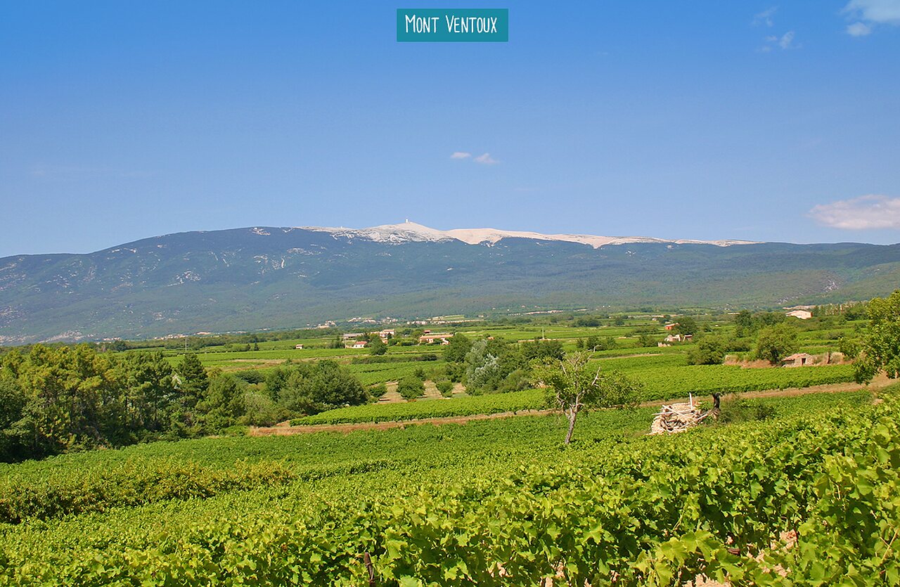 Majestuoso Mont Ventoux sobre los vi�edos de Provenza, lugar para visitar.