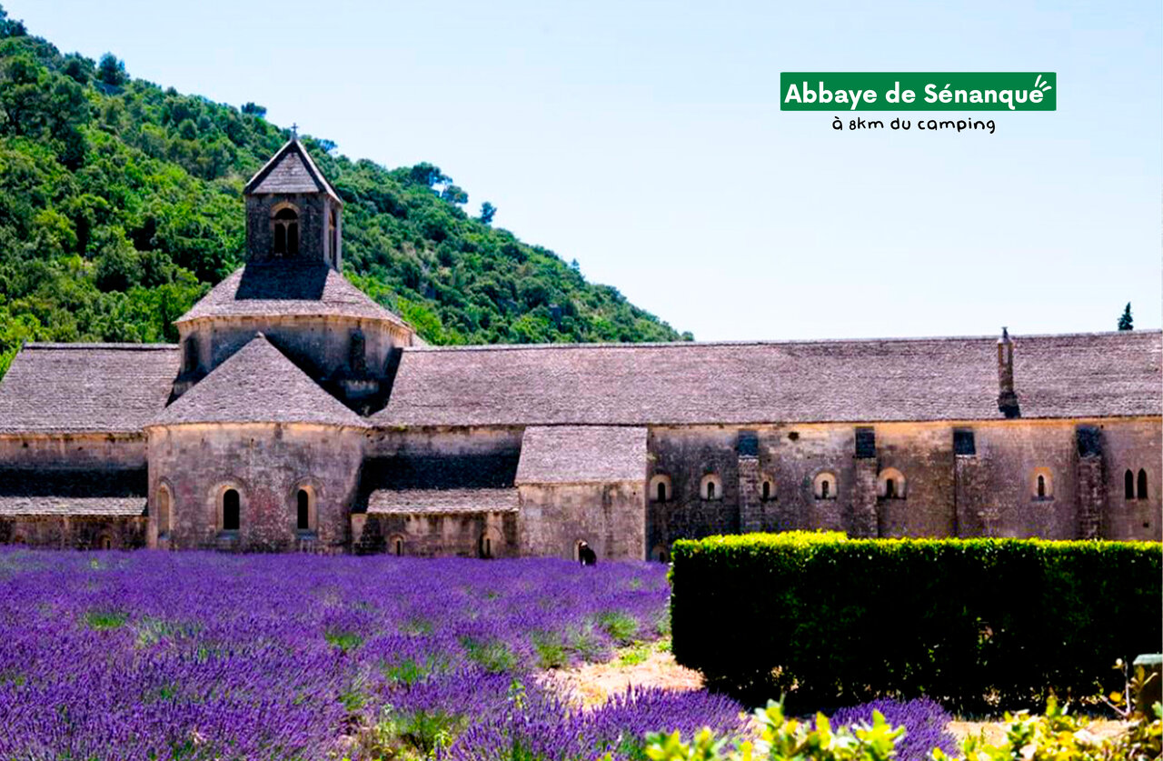 Abad�a de S�nanque con campos de lavanda cerca de Gordes en Provenza.