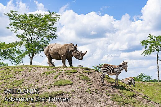 Rinoceronte y cebras en WILDLANDS Adventure Zoo en Emmen, Países Bajos.