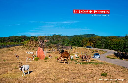 Safari de Peaugres con animales salvajes, camello y antílopes, cerca del camping.