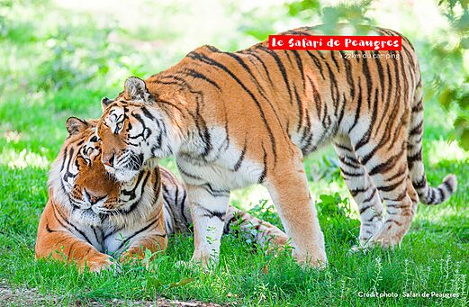 Dos tigres majestuosos en el Safari de Peaugres, un parque de animales para visitar.
