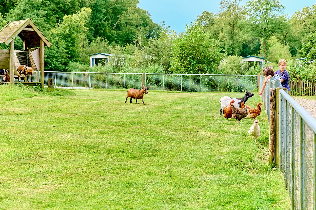 Ni�os con cabras y gallinas en la mini-granja del camping CAPFUN De Waldsang en Bakkeveen.