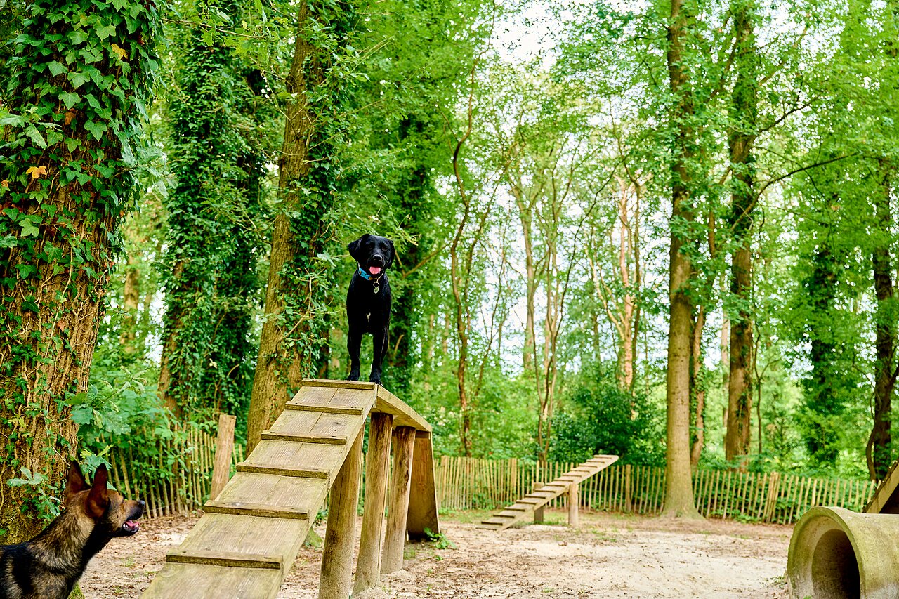 Perros en pasarela de agilidad en el parque canino CAPFUN De Waldsang en Bakkeveen.