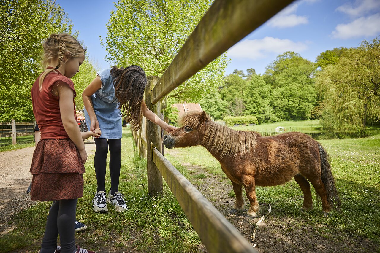 Ni�as acariciando un poni detr�s de una valla de madera en el camping CAPFUN het Winkel en Winterswijk.