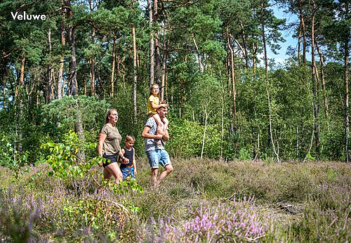 Familia paseando por brezal y bosque en el camping CAPFUN Zeumersehof en Voorthuizen.