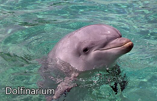 Delfín sonriente en agua clara del Dolfinarium, atracción turística cercana.
